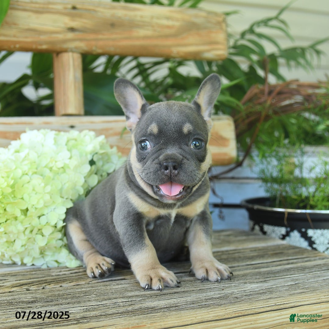 French Bulldog dogs for sale: Tootsie - Image 5