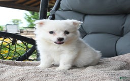 American Eskimo dogs for sale: Jenny - Image 3