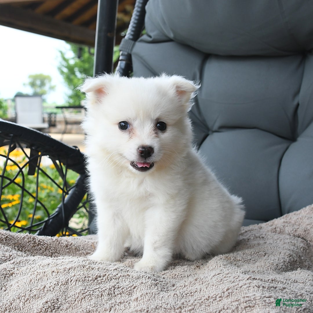 American Eskimo dogs for sale: Jenny - Image 3