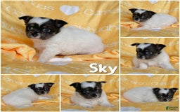 Chihuahua dogs for sale: Blue Sky Long Coat - Image 18