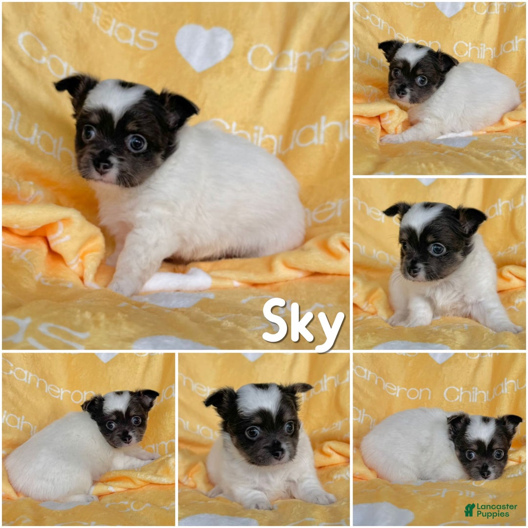 Chihuahua dogs for sale: Blue Sky Long Coat - Image 18