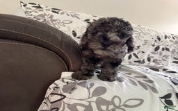 Toy Poodle dogs for sale: Lucas - Image 4
