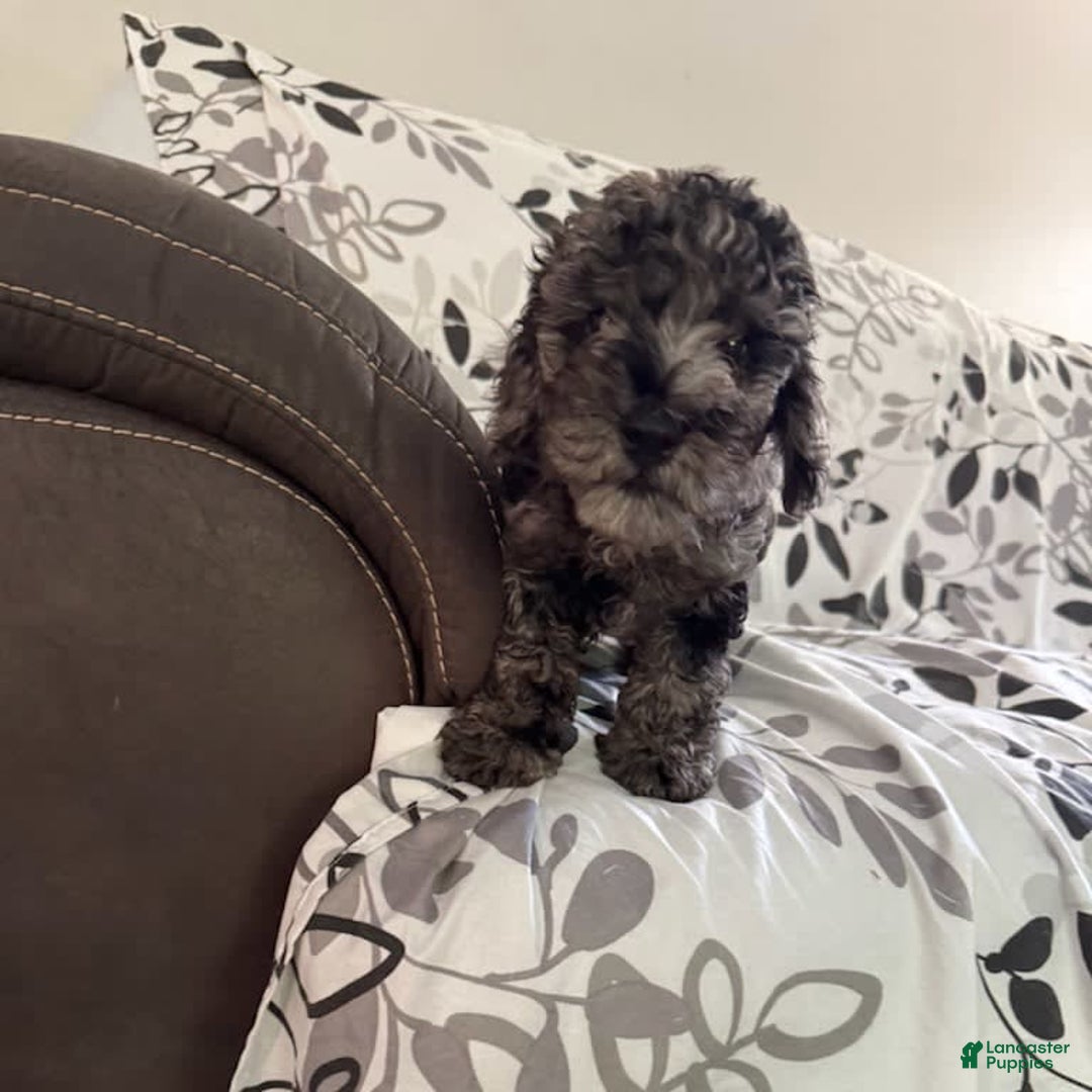 Toy Poodle dogs for sale: Lucas - Image 4