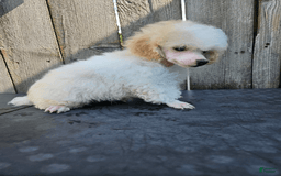 Toy Poodle dogs for sale: Pepper - Image 1