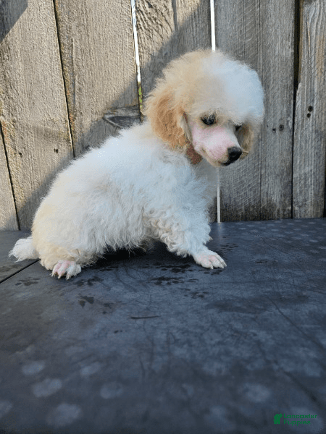 Toy Poodle dogs for sale: Pepper - Image 1