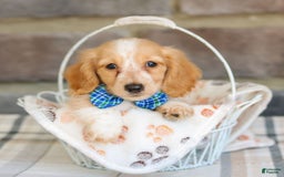 Miniature Dachshund dogs for sale: Victor - Image 4