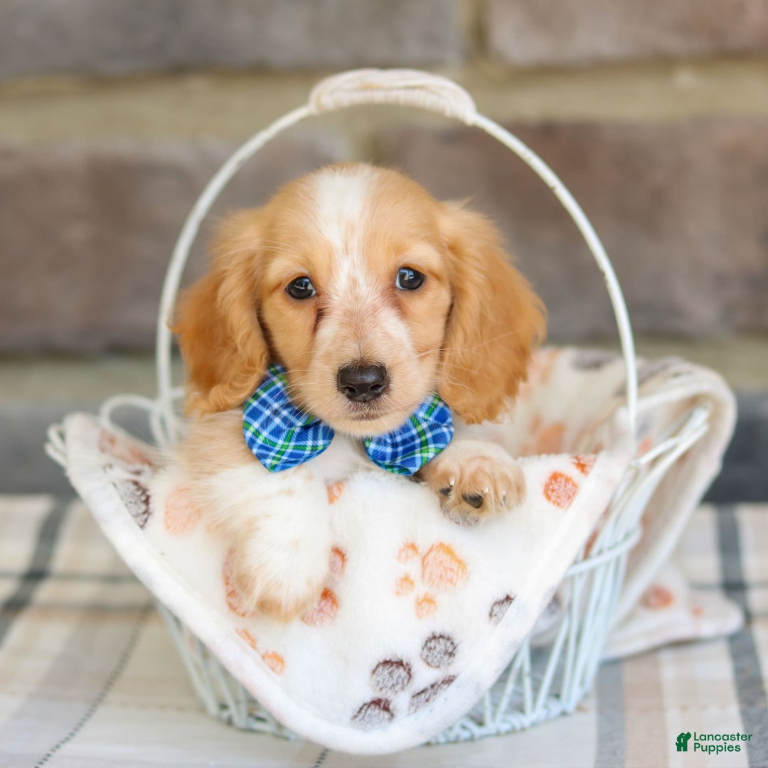 Miniature Dachshund dogs for sale: Victor - Image 4