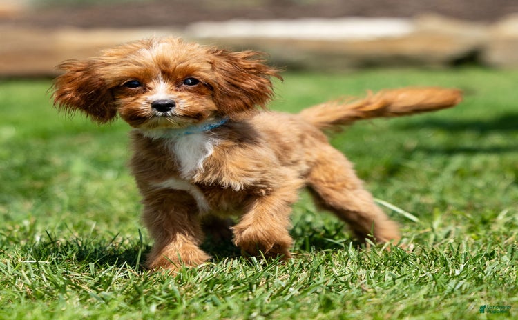 Cavapoo dogs for sale - Ad 2