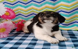 Beagle dogs for sale: Lacey - Image 6