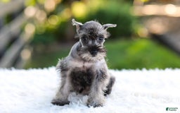 Miniature Schnauzer dogs for sale: Bella - Image 11