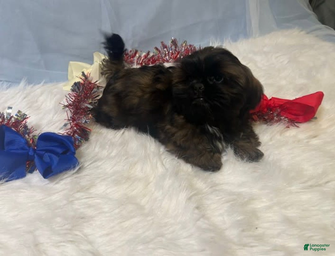 Shih Tzu dogs for sale: June Bug Brown - Image 9
