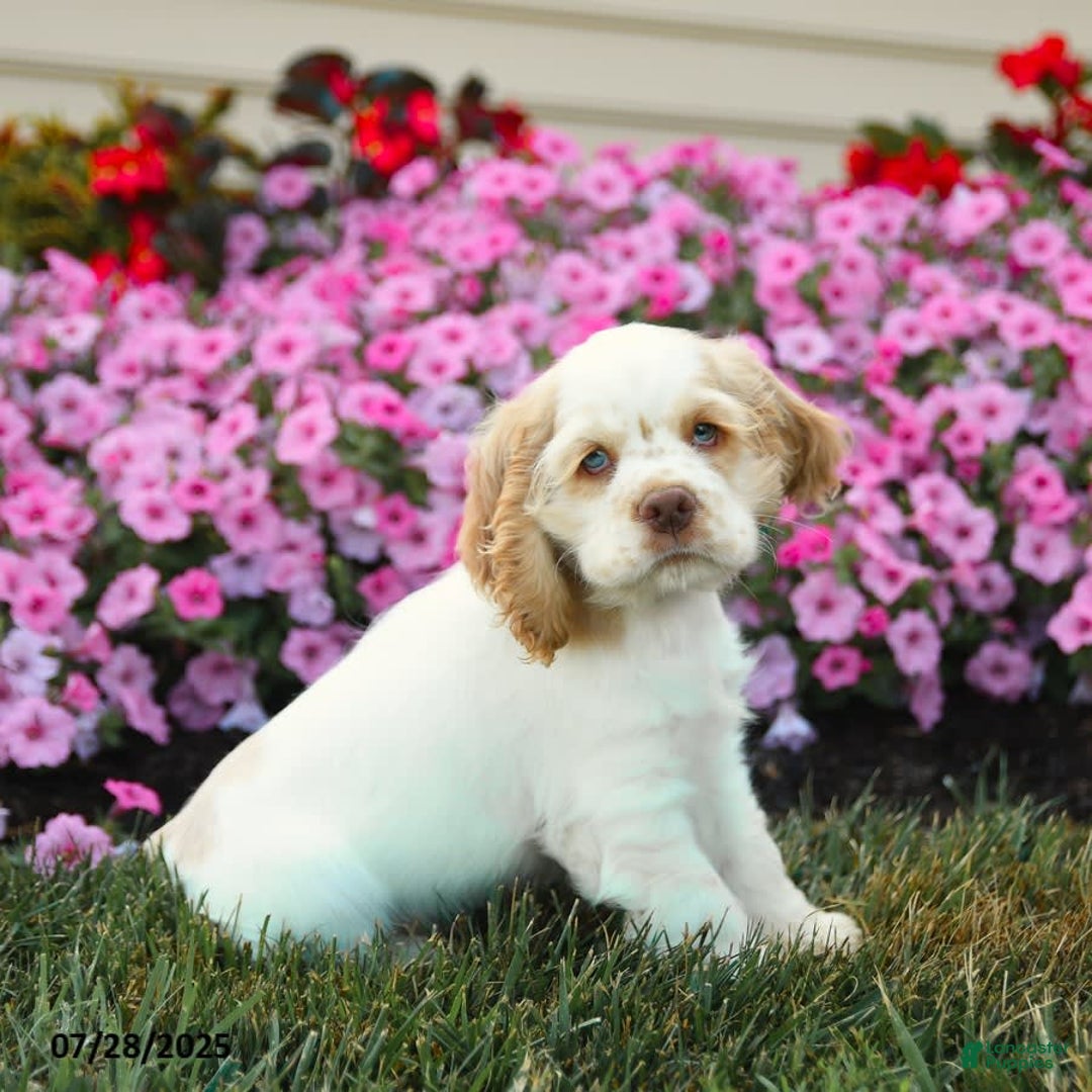 Cocker Spaniel dogs for sale: Rickey - Image 2