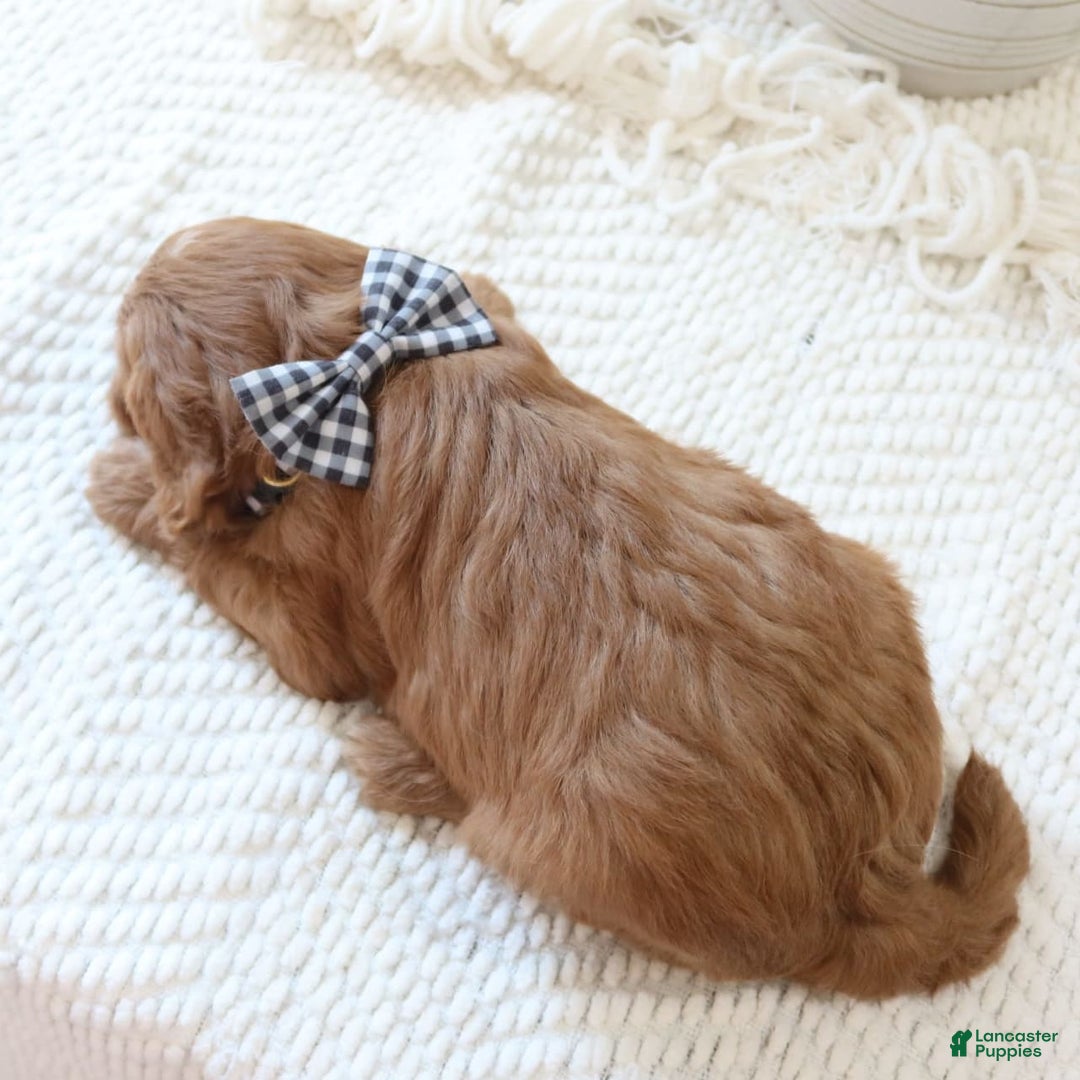 Cavapoo dogs for sale: Flora - Image 3