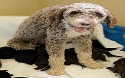 Mini Bernedoodle dogs for sale: Brie - Image 5
