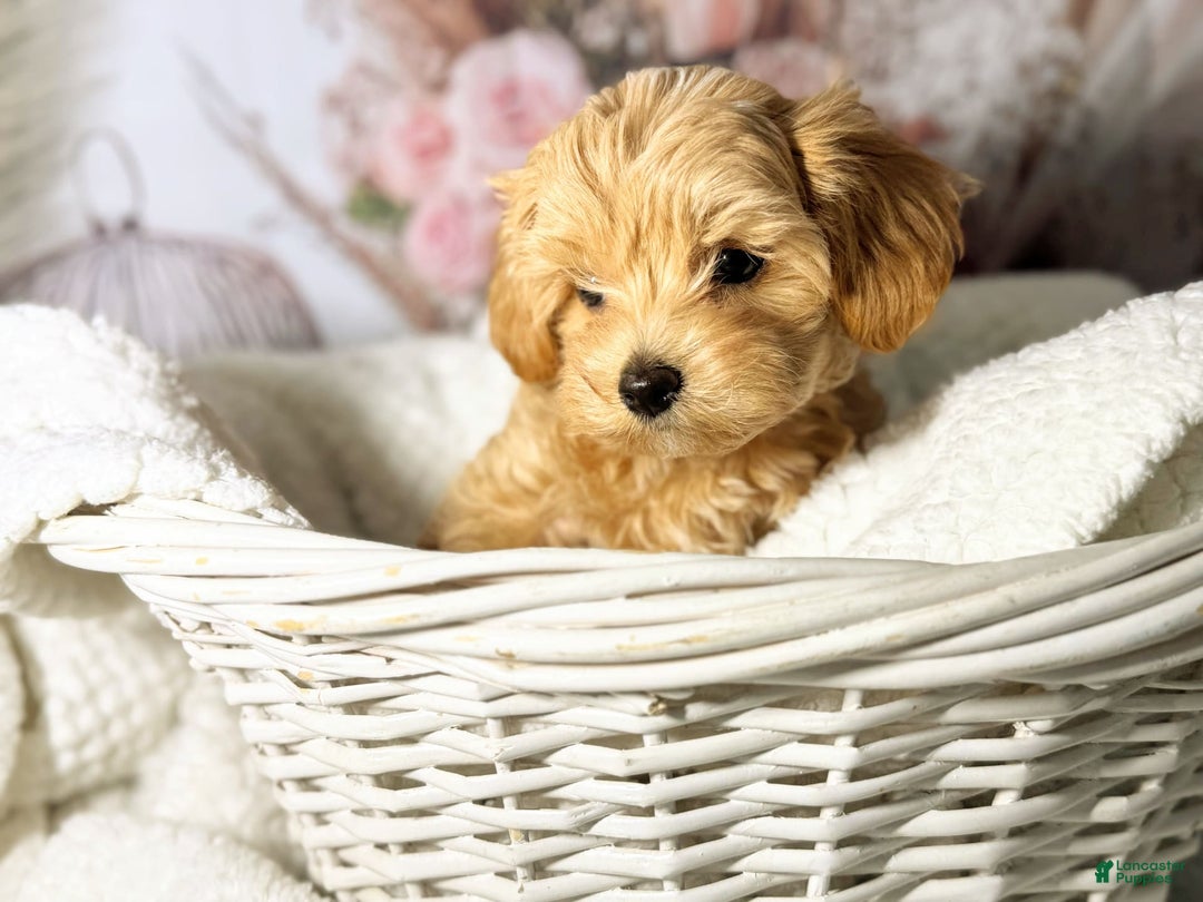 Maltipoo dogs for sale: Dark Pink Collar - Image 9