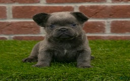 French Bulldog dogs for sale: Sara - Image 9