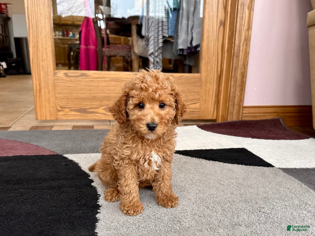 Cavapoo dogs for sale: Jaron - Image 5