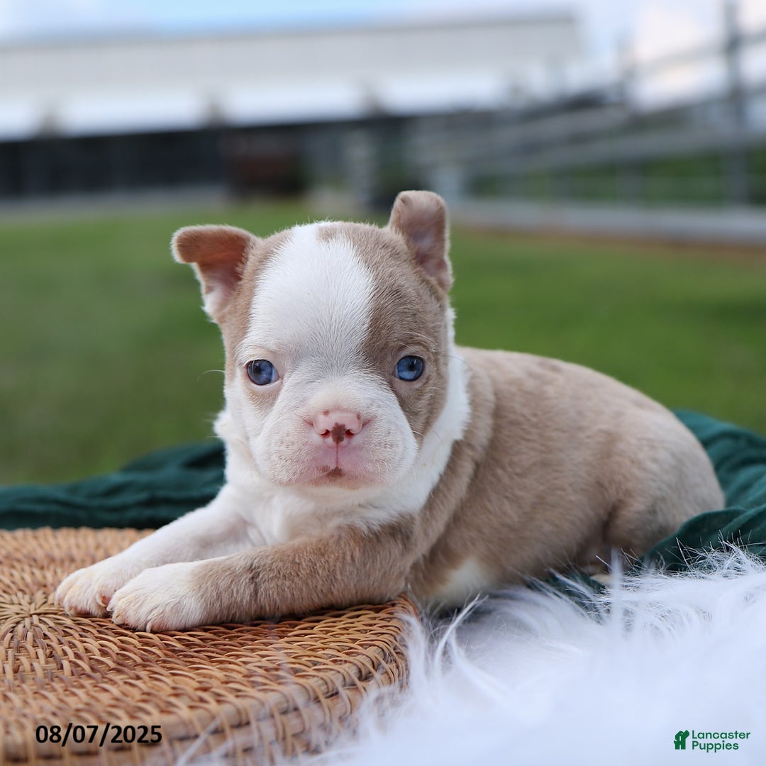 Boston Terrier dogs for sale: Milo - Image 2