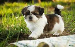 Shih Tzu dogs for sale: Raleigh - Image 8