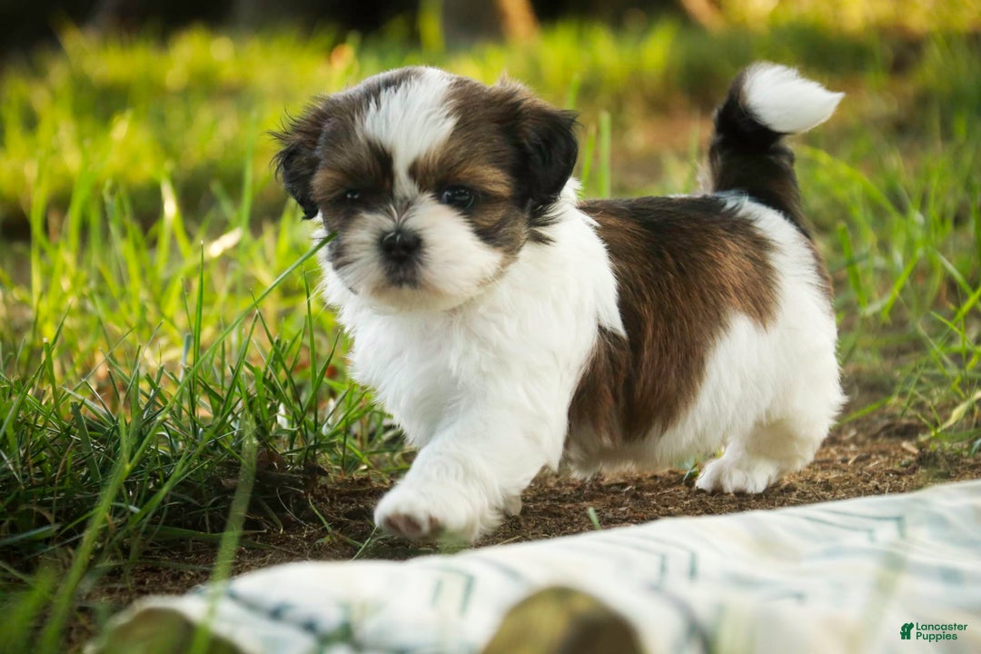 Shih Tzu dogs for sale: Raleigh - Image 8