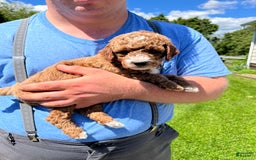 Mini Goldendoodle dogs for sale: Buddy George - Image 4