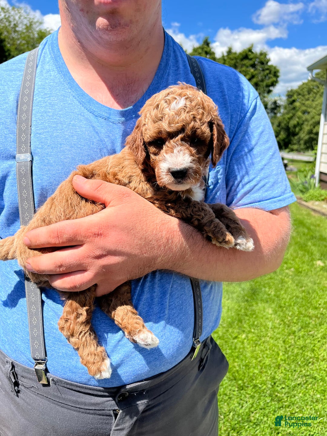 Mini Goldendoodle dogs for sale: Buddy George - Image 4