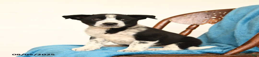 Cooper