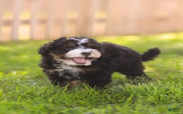 Mini Bernedoodle dogs for sale: Mia - Image 3
