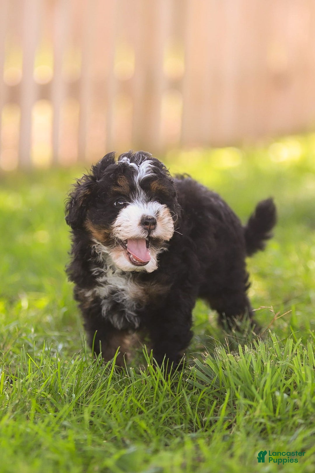 Mini Bernedoodle dogs for sale: Mia - Image 3