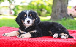 Mini Bernedoodle dogs for sale: Selah - Image 6