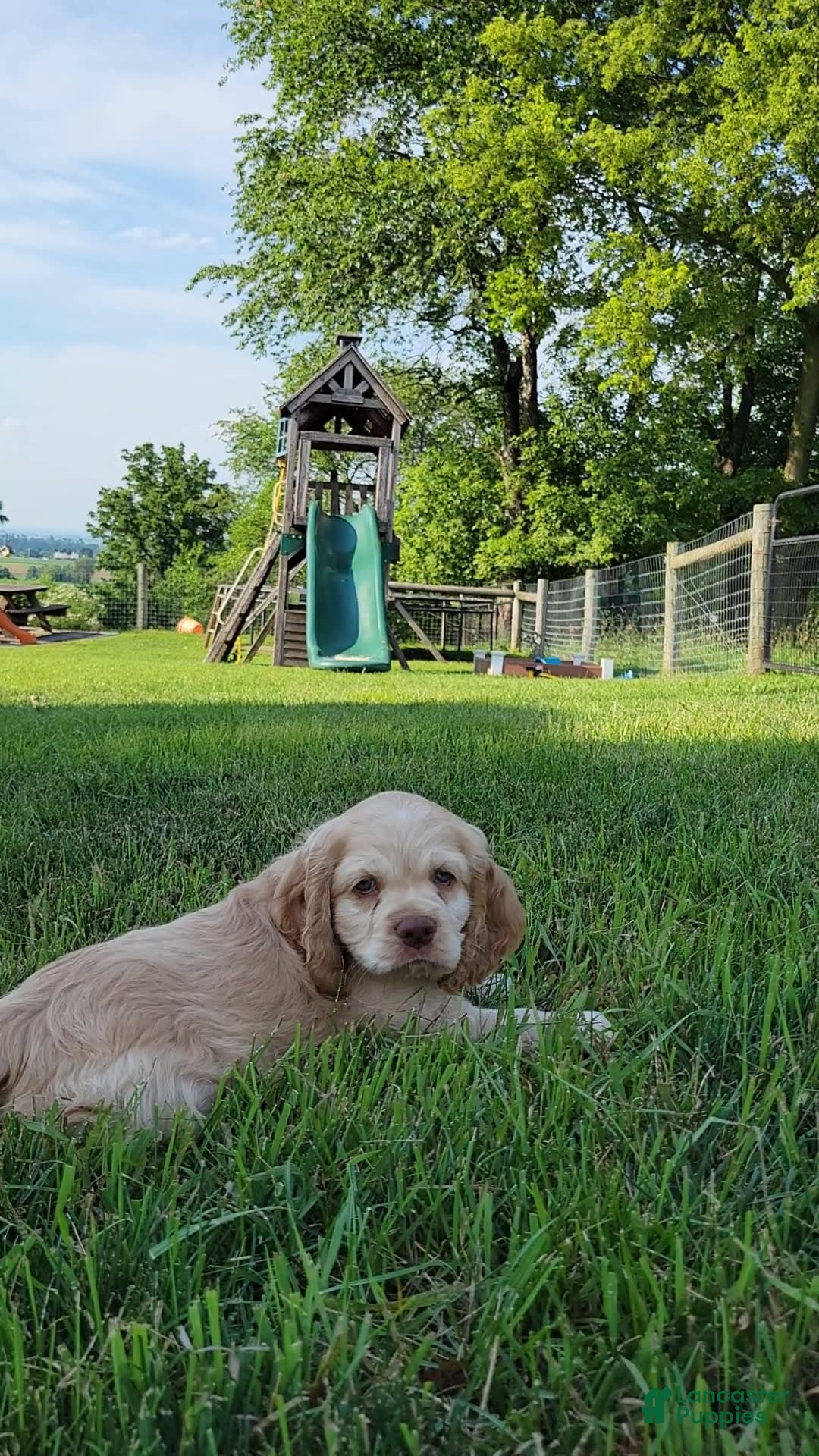Cocker Spaniel dogs for sale: Rudy - Image 1