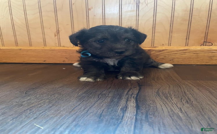 Yochon dogs for sale - Ad 3