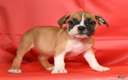 Beabull dogs for sale: Kennedi - Image 3