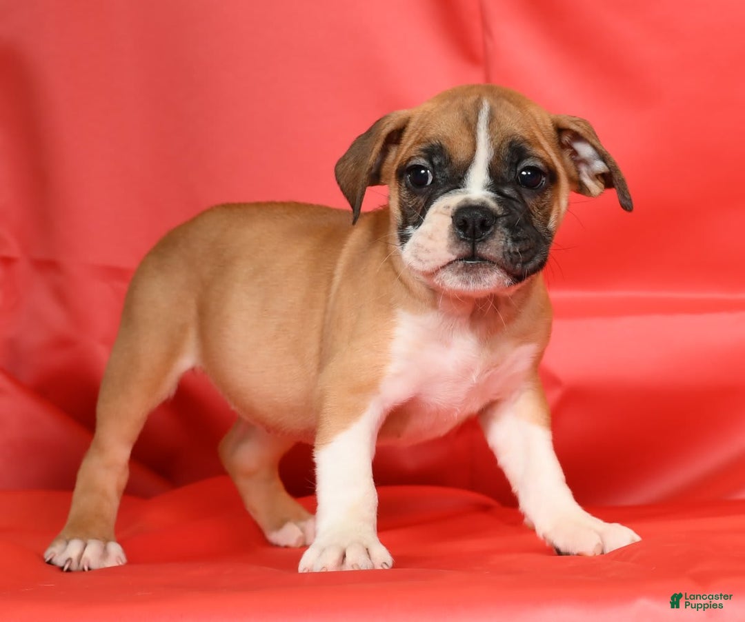 Beabull dogs for sale: Kennedi - Image 3
