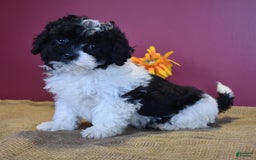 Cavapoo dogs for sale: Jasmine - Image 8