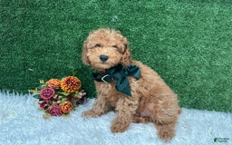 Miniature Poodle dogs for sale: Leo Corbata Verde - Image 1
