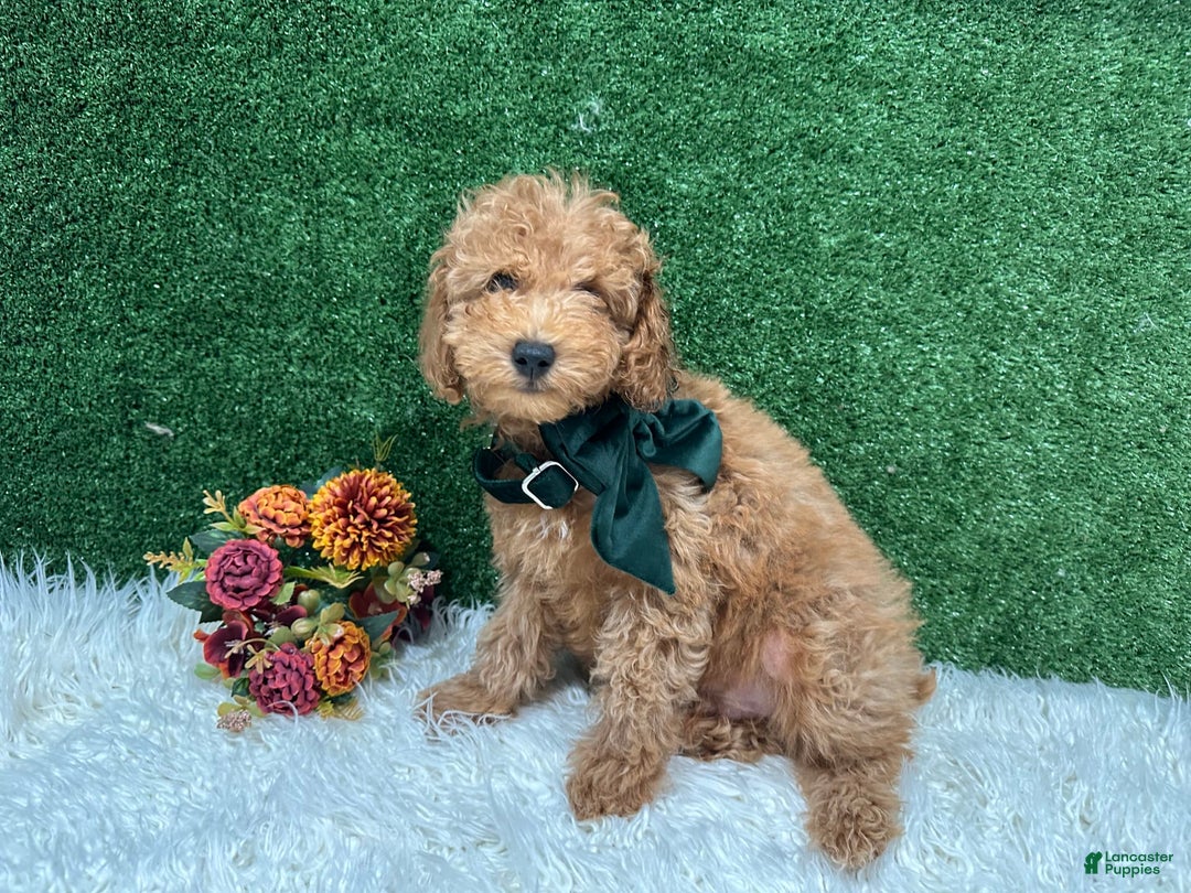 Miniature Poodle dogs for sale: Leo Corbata Verde - Image 1