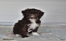 Mini Aussiedoodle dogs for sale: Thunder - Image 2