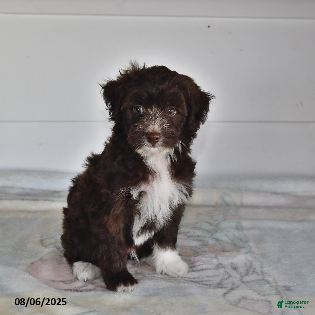 Mini Aussiedoodle dogs for sale: Thunder - Image 2