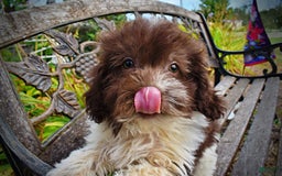 Havapoo dogs for sale: Hero - Image 15