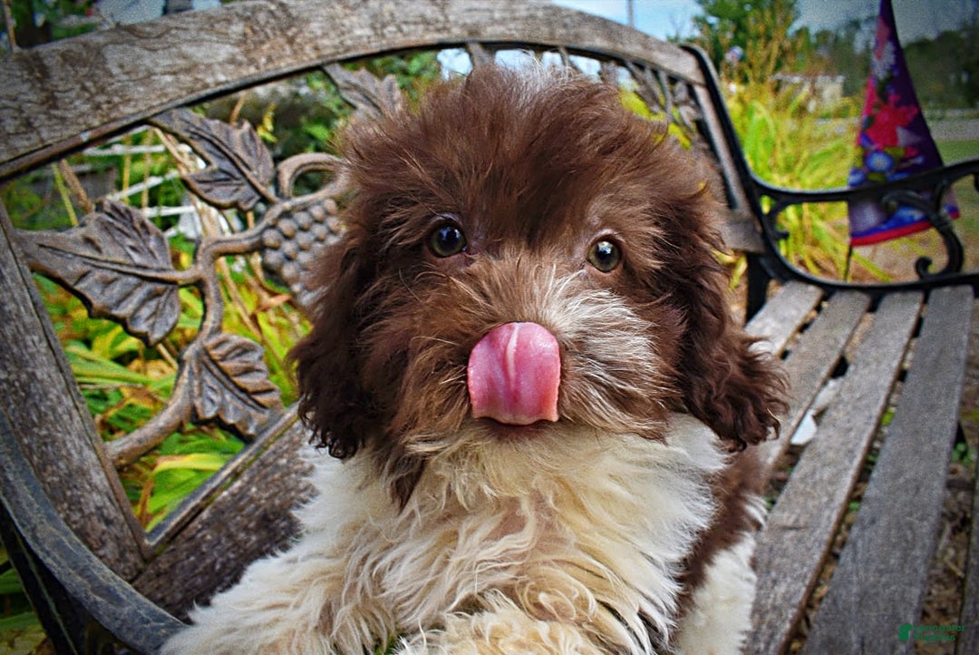 Havapoo dogs for sale: Hero - Image 15