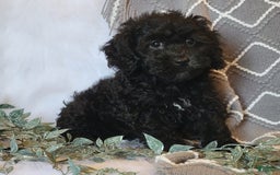 Cockapoo dogs for sale: Royal - Image 4