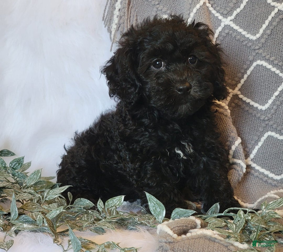 Cockapoo dogs for sale: Royal - Image 4