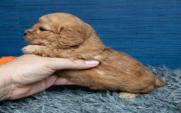 Cavapoo dogs for sale: Luke - Image 13