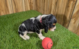 Cavalier King Charles Spaniel dogs for sale: Stardust Girl 1 - Image 4