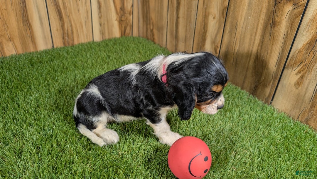 Cavalier King Charles Spaniel dogs for sale: Stardust Girl 1 - Image 4