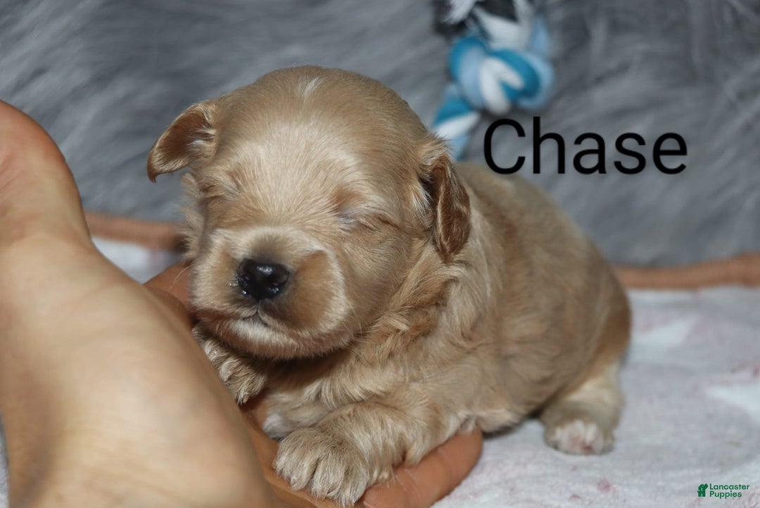 Havapoo dogs for sale: Chase - Image 3