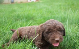 Newfypoo dogs for sale: Nickel - Image 1