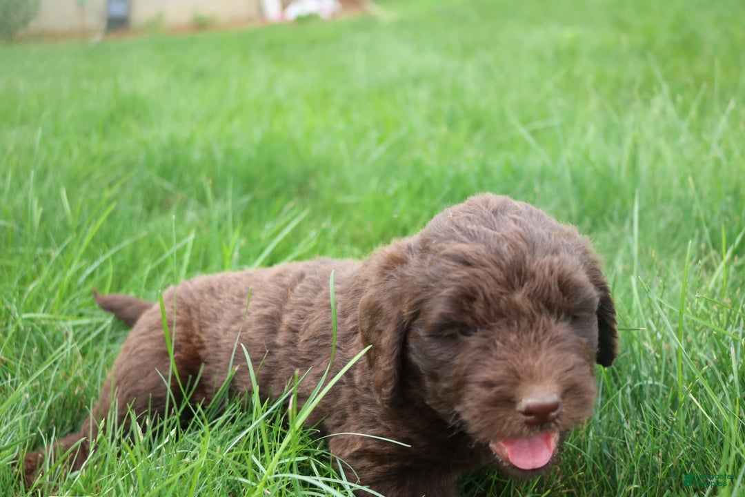 Newfypoo dogs for sale: Nickel - Image 1
