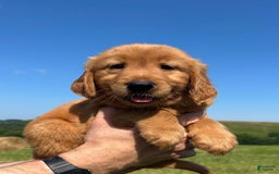 Golden Retriever dogs for sale: Fin - Image 9